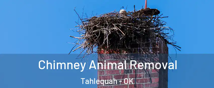  Chimney Animal Removal Tahlequah - OK